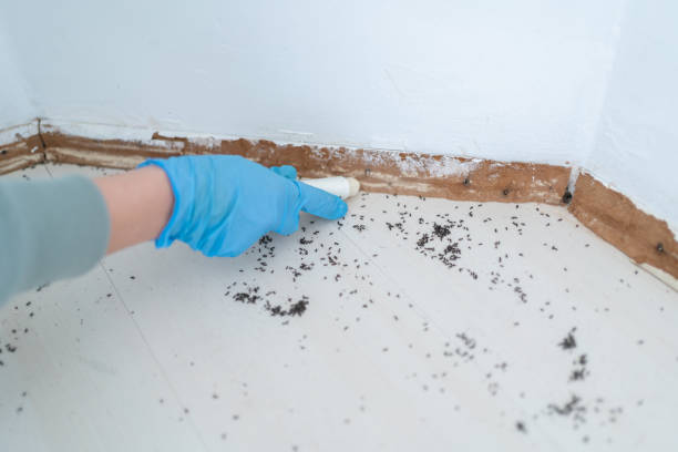 Professional Pest Control in Clearlake Riviera, CA